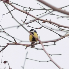 Parus major