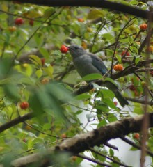 Thraupis sayaca