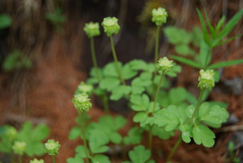 Muskusinis ūksminas nuotrauka