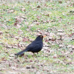 Turdus merula