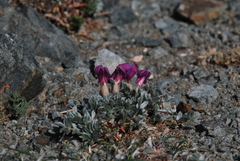 Oxytropis tragacanthoides