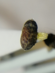 Hylesinus varius