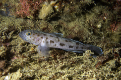 Thorogobius ephippiatus