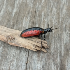 Pseudomeloe collegialis