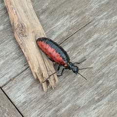 Pseudomeloe collegialis