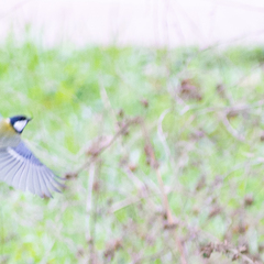 Parus major