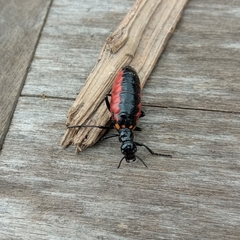 Pseudomeloe collegialis