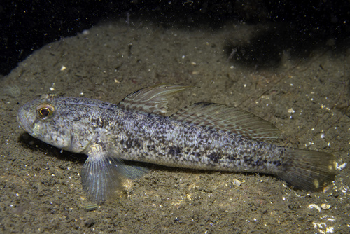 Black Goby