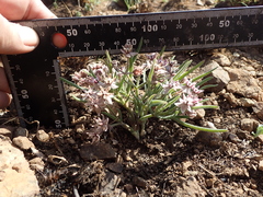 Asclepias velutina