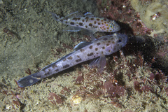 Thorogobius ephippiatus