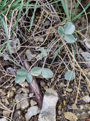 Hedysarum candidum