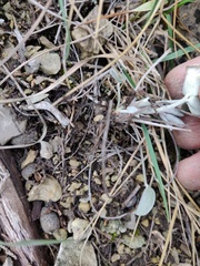 Hedysarum candidum