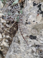 Hedysarum candidum