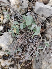 Hedysarum candidum