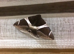 Bastilla crameri