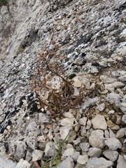 Scrophularia rupestris