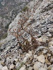 Scrophularia rupestris