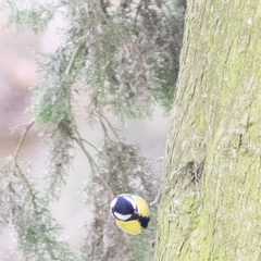 Parus major