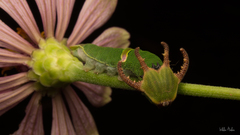 Polyura schreiber