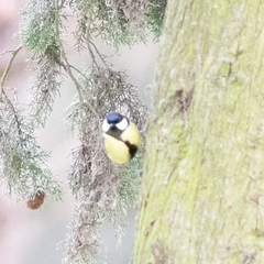 Parus major