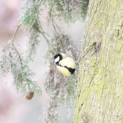 Parus major