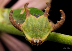 Polyura schreiber