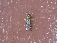 Merosargus