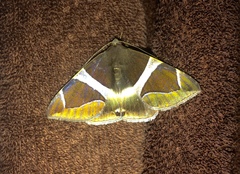 Bastilla crameri