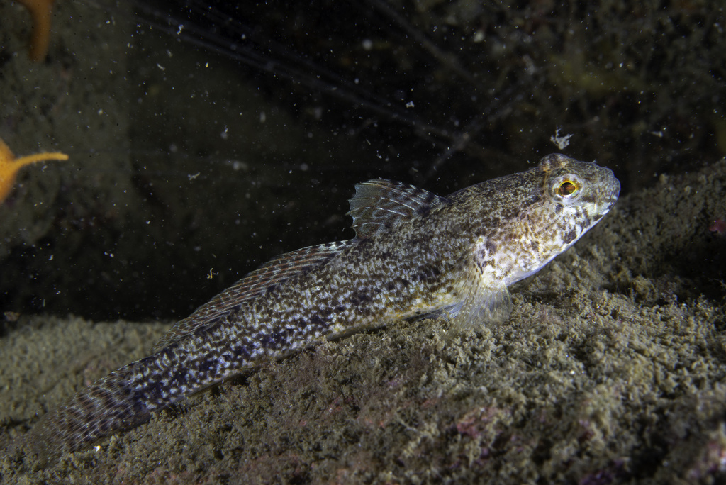 Couch's Goby