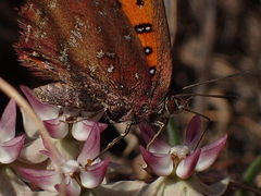 Asclepias velutina