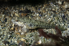 Gobius couchi