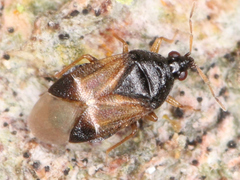 Anthocoridae