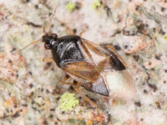 Anthocoridae