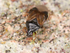 Anthocoridae