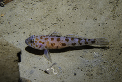 Thorogobius ephippiatus