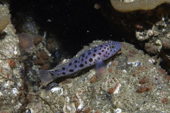 Thorogobius ephippiatus