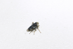 Anoplotettix