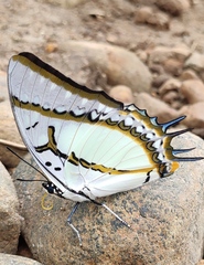Polyura eudamippus
