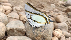 Polyura eudamippus