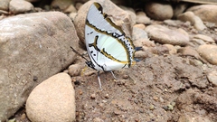 Polyura eudamippus