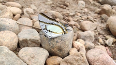 Polyura eudamippus