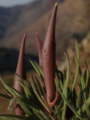 Asclepias velutina