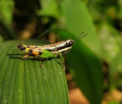 Chitaura indica photo 4