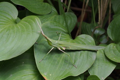 Acrida cinerea