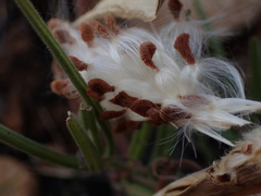 Asclepias velutina
