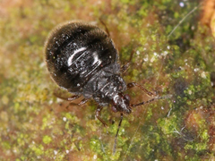 Myrmedobia