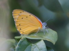 Belenois thysa thysa