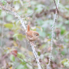 Troglodytes troglodytes