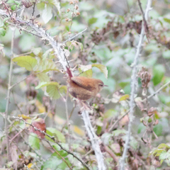 Troglodytes troglodytes