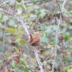 Troglodytes troglodytes